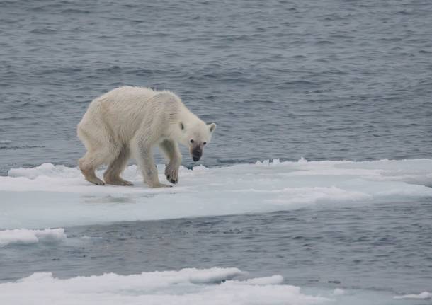 orso polare foto wikipedia