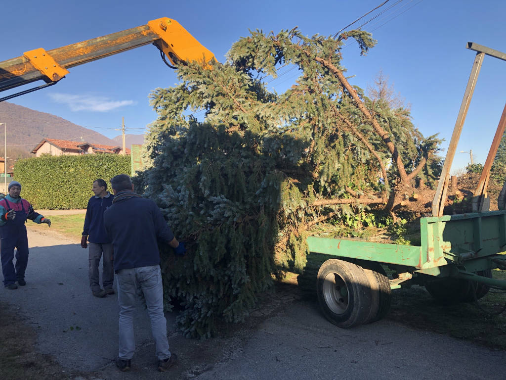 Work in progress per l\'albero di Cuveglio