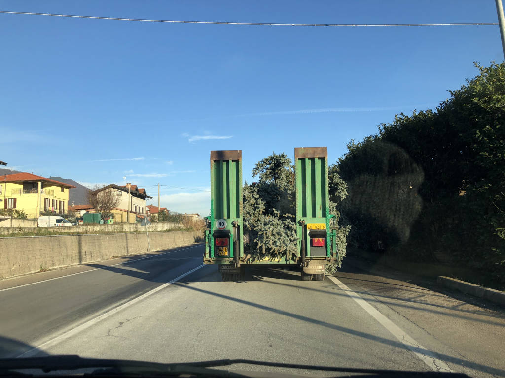 Work in progress per l\'albero di Cuveglio