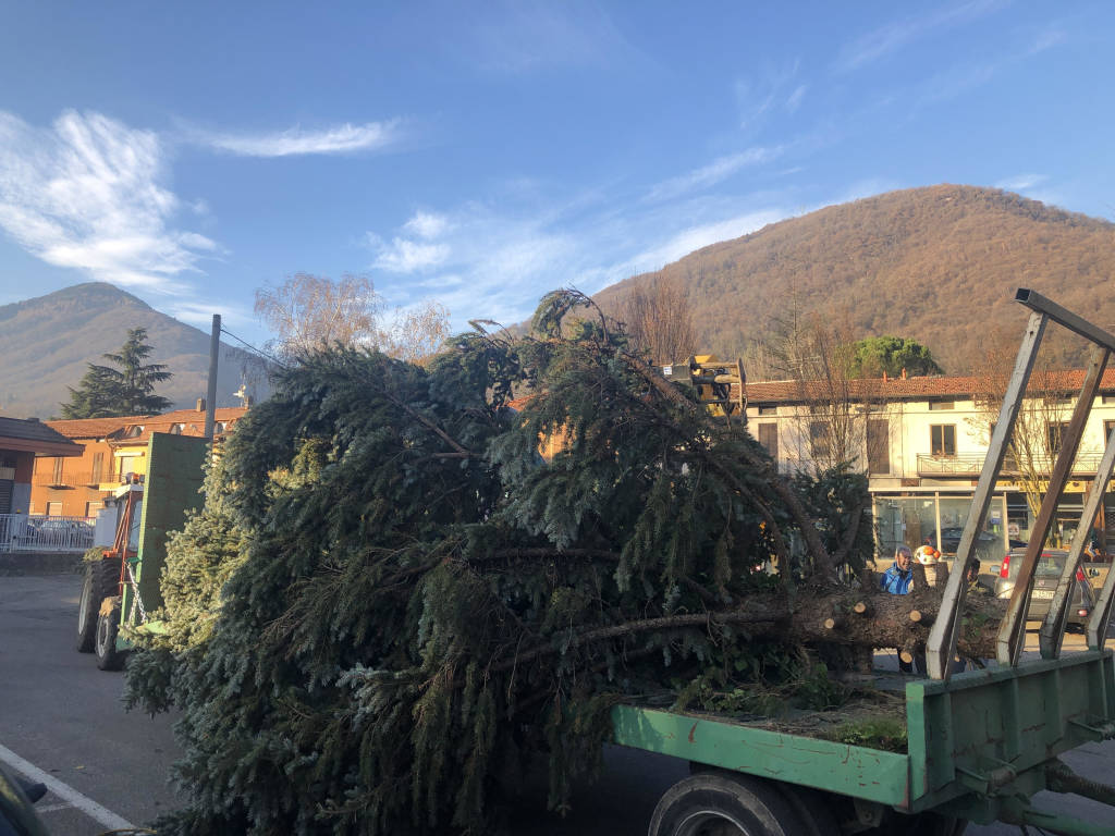 Work in progress per l\'albero di Cuveglio