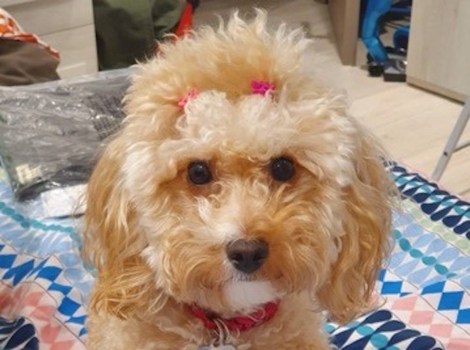 Cherie si è persa
