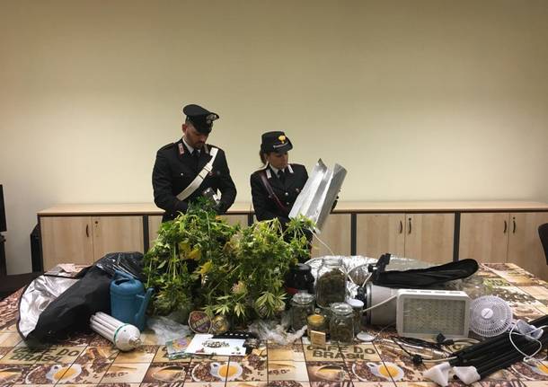 Coltiva Marijuana, arrestato 35enne