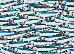 sardine