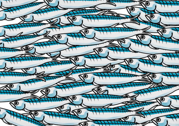 sardine