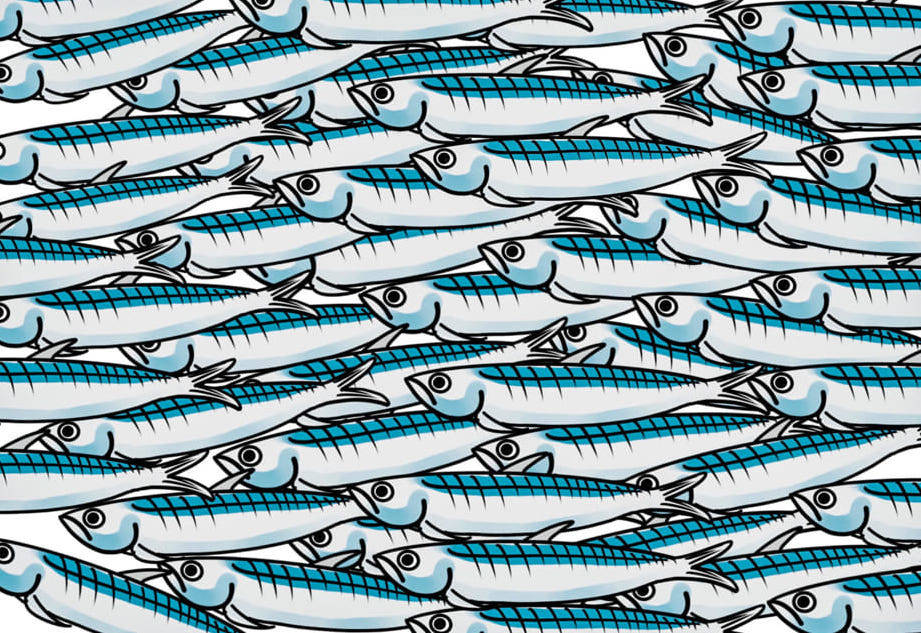 sardine