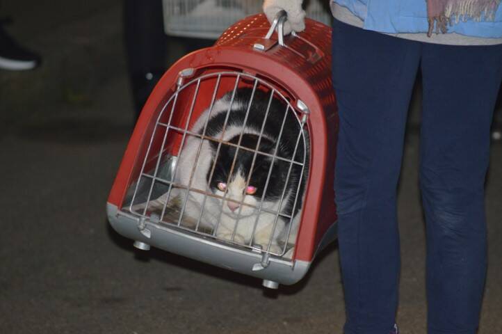 benedizione degli animali cerro maggiore  10 