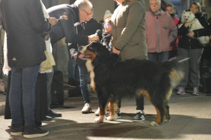 benedizione degli animali cerro maggiore  11 