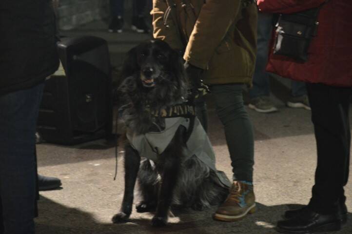 benedizione degli animali cerro maggiore  14 