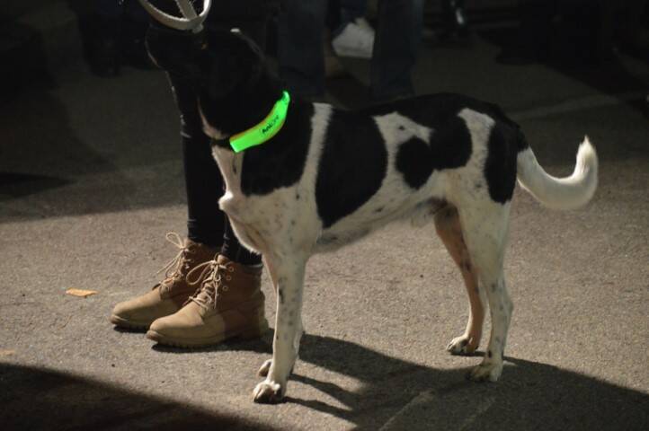 benedizione degli animali cerro maggiore  15 