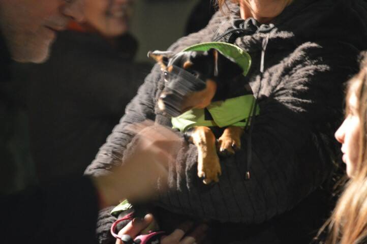 benedizione degli animali cerro maggiore  16 