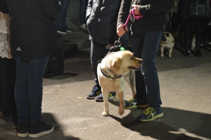 benedizione degli animali cerro maggiore  17 