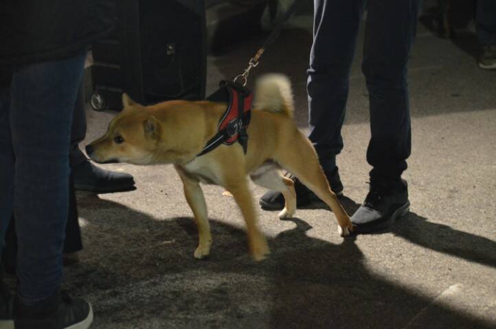 benedizione degli animali cerro maggiore  20 