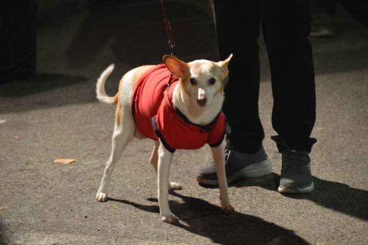 benedizione degli animali cerro maggiore  21 