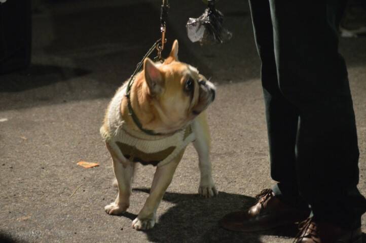 benedizione degli animali cerro maggiore  26 
