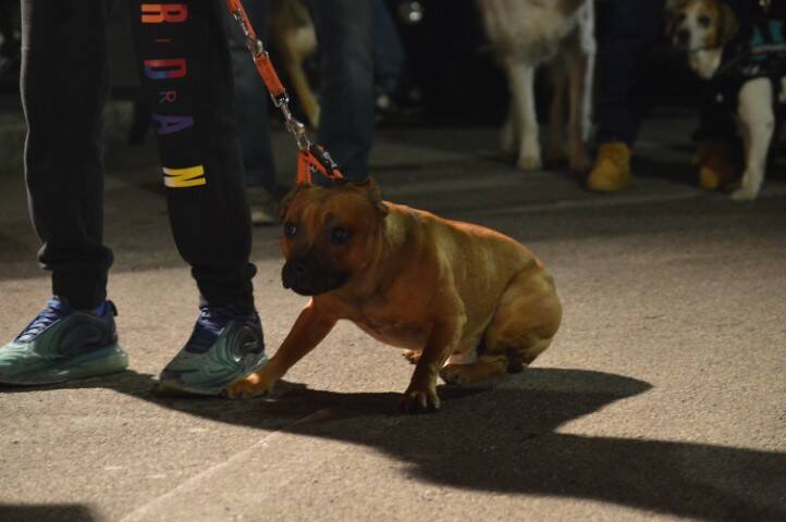 benedizione degli animali cerro maggiore  28 