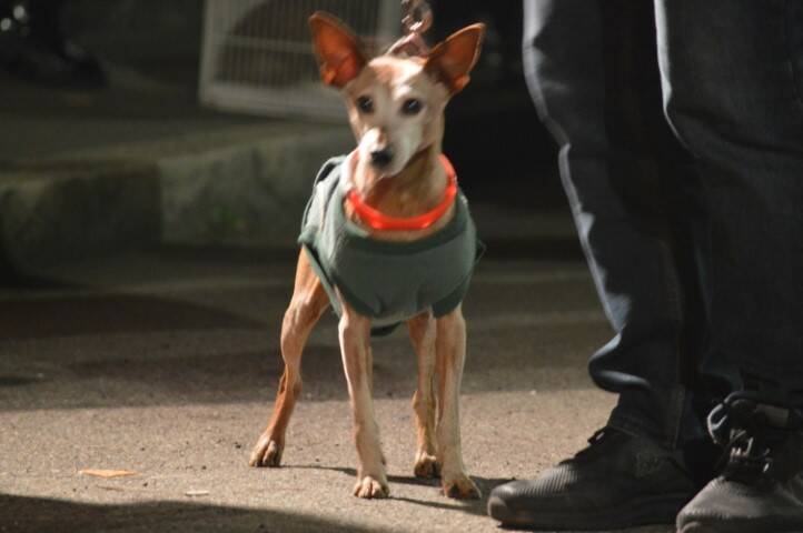 benedizione degli animali cerro maggiore  7 