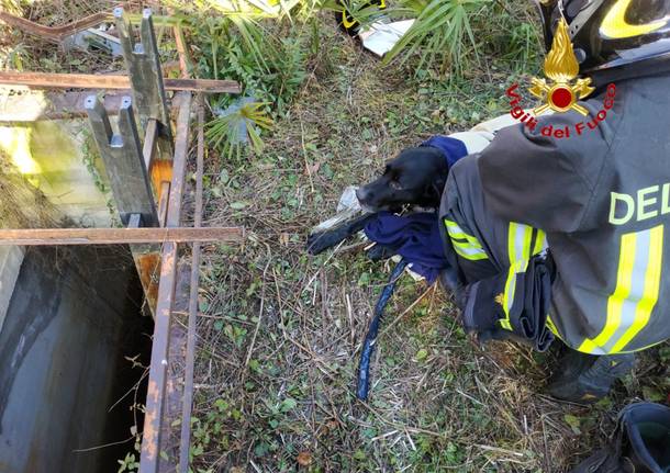 Cane salvato a Travedona Monate dai Vigili del Fuoco 