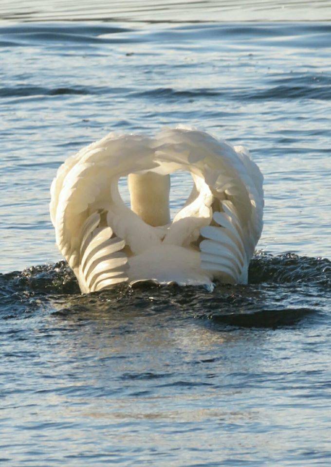 Cigno