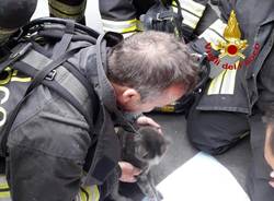 Gatto rianimato dai pompieri