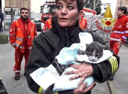 Gatto rianimato dai pompieri