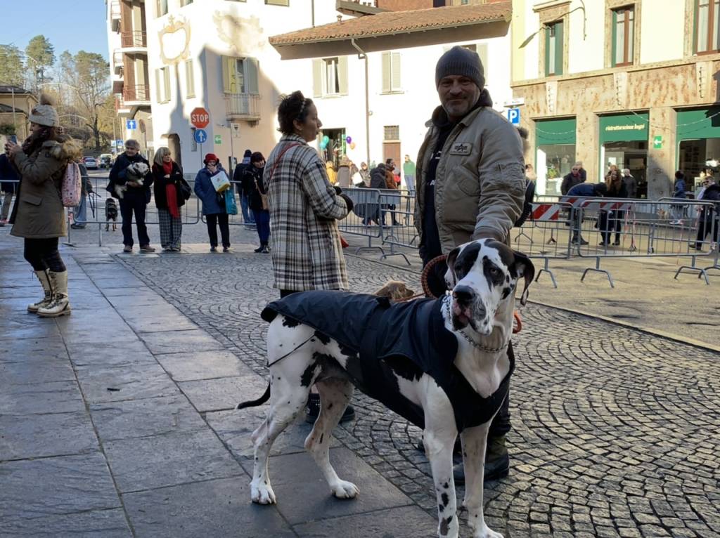 La benedizione degli animali: top 2020