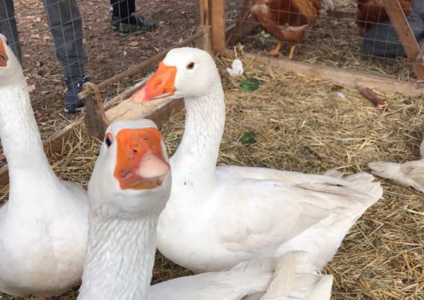 Sant’Antonio, la benedizione degli animali