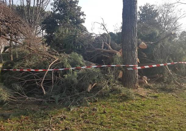 A Cislago si discute dell’abbattimento di 19 alberi 