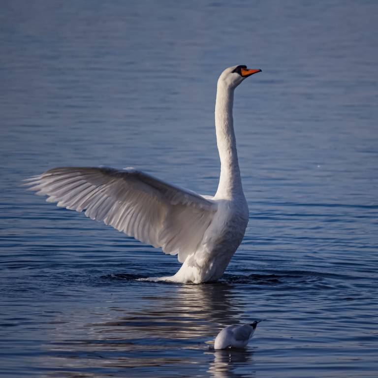 il cigno