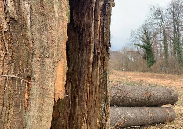 Le selve castanili, capitale naturale di Varese