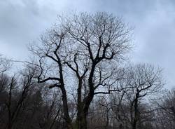 Le selve castanili, capitale naturale di Varese