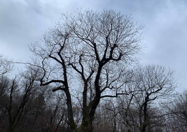 Le selve castanili, capitale naturale di Varese