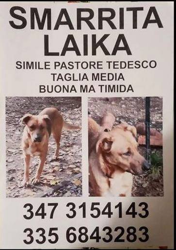 Smarrita Laika