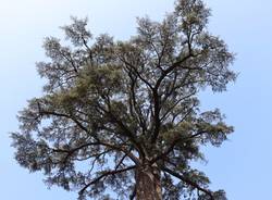 cedro via roma busto arsizio