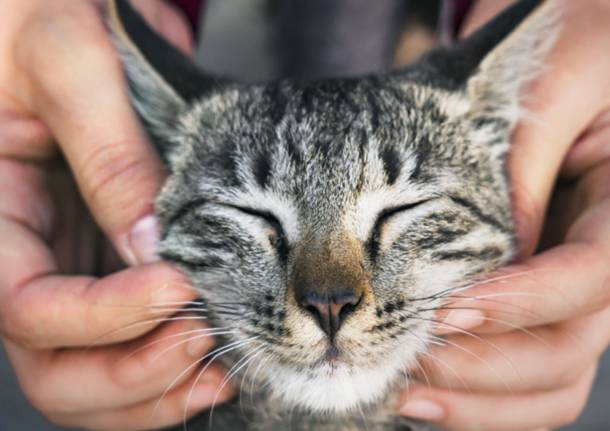 Enpa Saronno festeggia la 'Festa del Gatto'