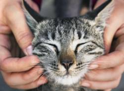Enpa Saronno festeggia la Festa nazionale del Gatto