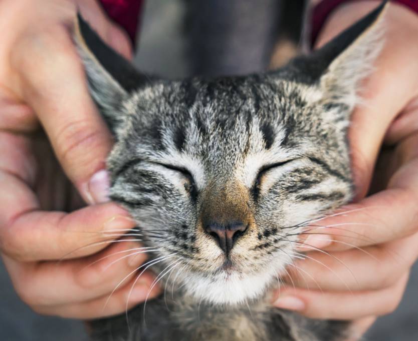 Enpa Saronno festeggia la Festa nazionale del Gatto