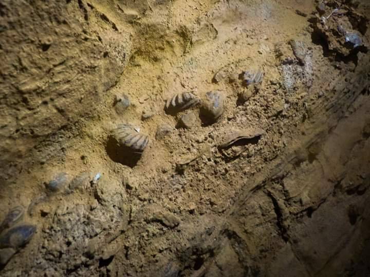 fossili campo dei fiori