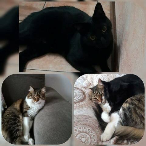 Gatto7