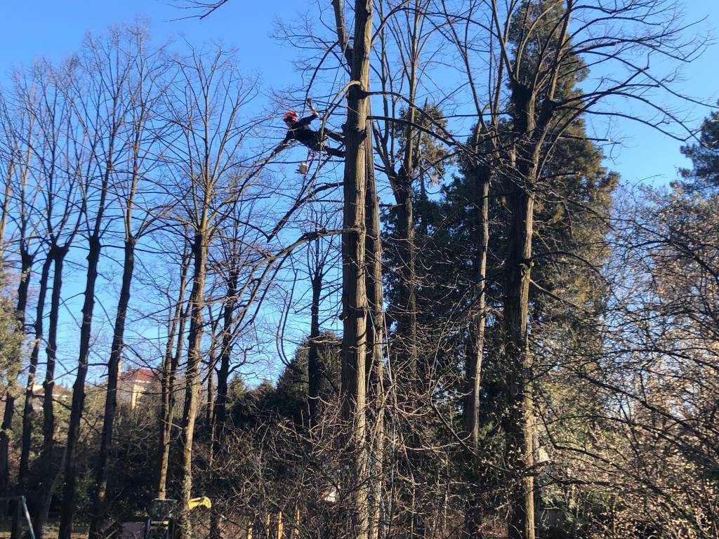 treeclimbing parco bassetti