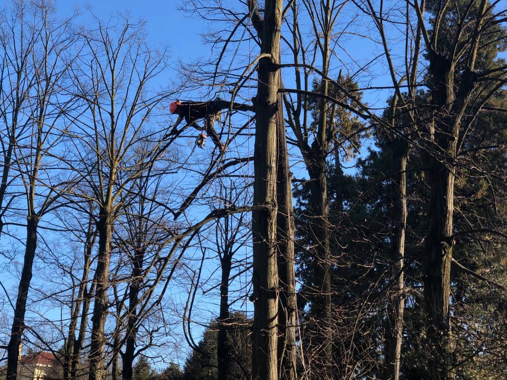 treeclimbing parco bassetti