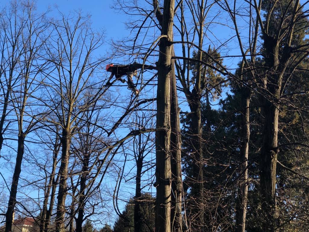 treeclimbing parco bassetti