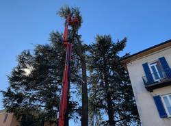 Il cedro del Libano pericolante