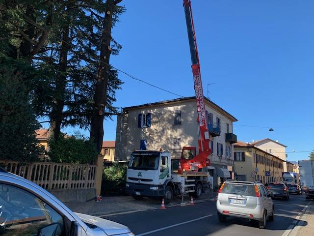 Il cedro del Libano pericolante