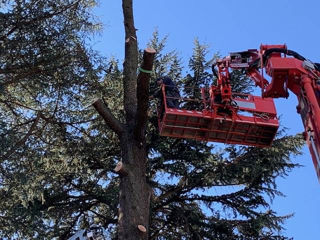 Il cedro del Libano pericolante
