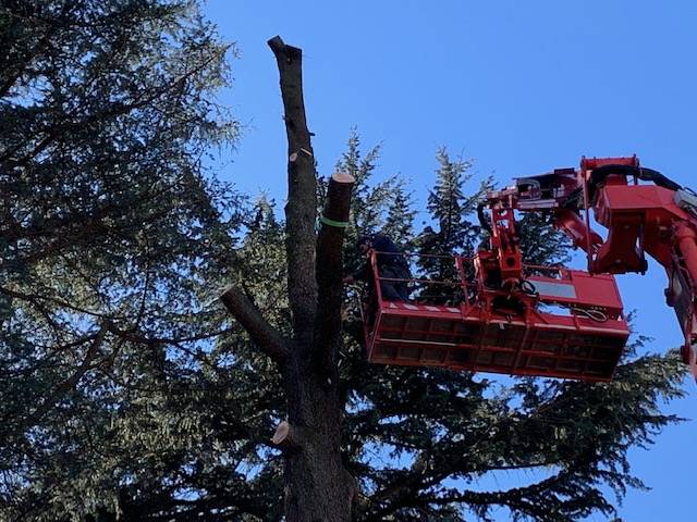 Il cedro del Libano pericolante