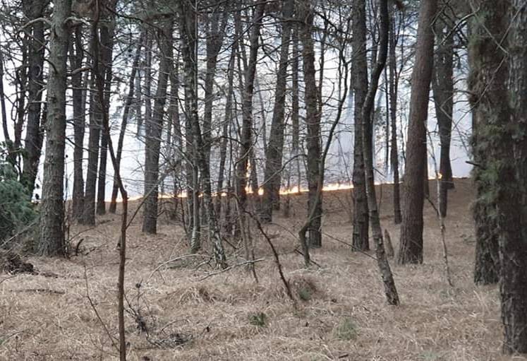 Incendio pineta Vigano 