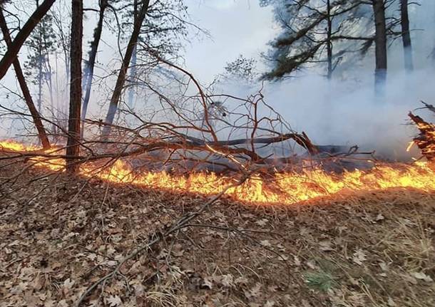 L’incendio nella pineta del Vigano