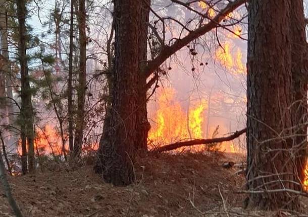 Incendio pineta Vigano 