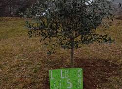 L'ulivo alla Sacco