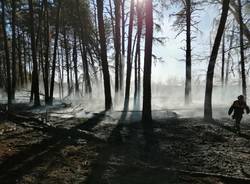 La pineta e la brughiera ferite dall’incendio 